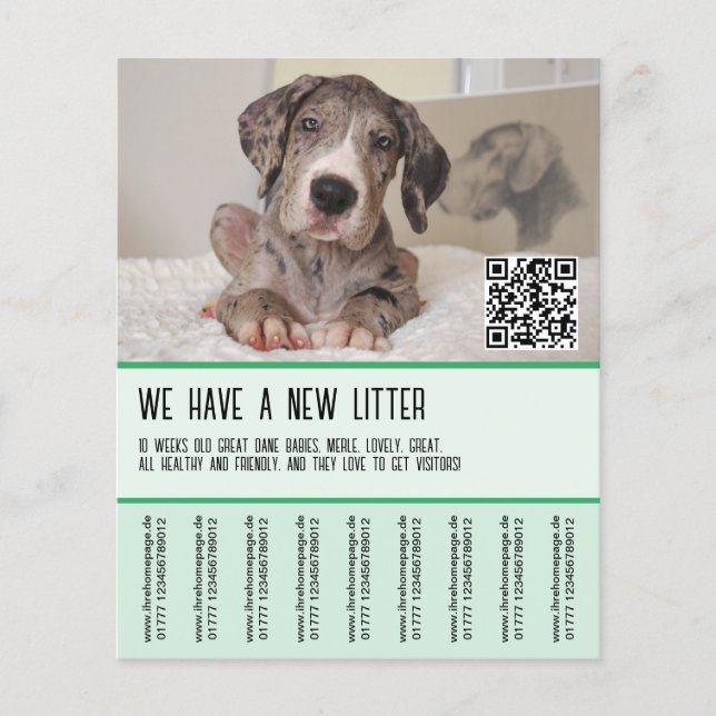 Flyer Cachorros de Gran Danés a la Venta (Frente)