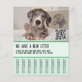 Flyer Cachorros de Gran Danés a la Venta