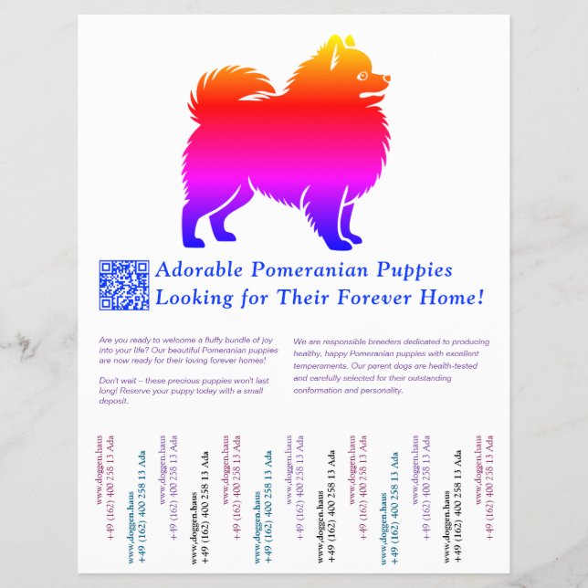Flyer Cachorros de Pomerania  (Frente)