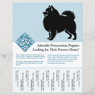 Flyer Cachorros de Pomerania 