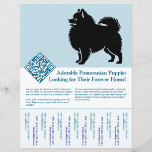 Flyer Cachorros de Pomerania 