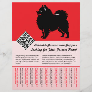 Flyer 🐾 Cachorros Premium de Pomerania Disponibles Ahor