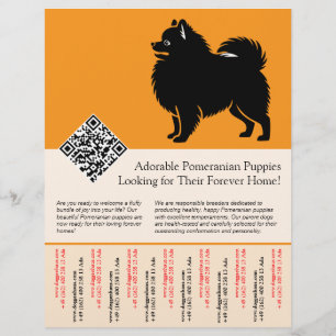 Flyer 🐾 Cachorros Premium de Pomerania Disponibles Ahor