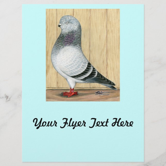 Flyer Canadiense Show Tippler Pigeon Blue Grizzle (Frente)