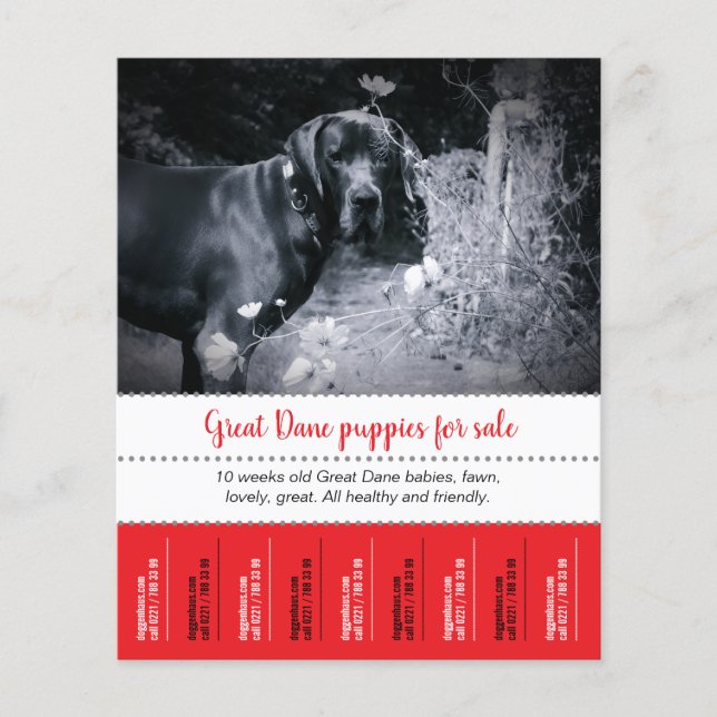 Flyer Cartel de Venta de Cachorros (Frente)