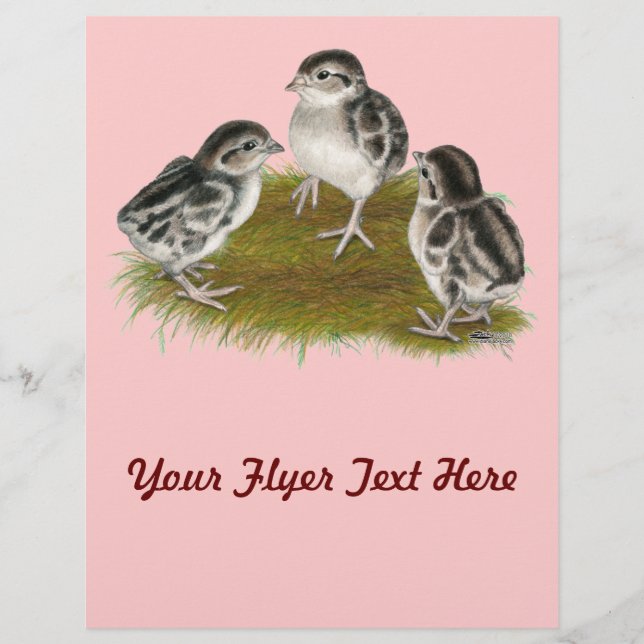 Flyer Chukar Partridge Chicks (Frente)