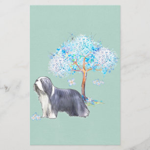 Flyer Collie con barba