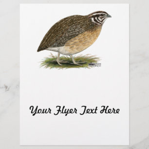 Flyer Coturnix Pharaoh Quail