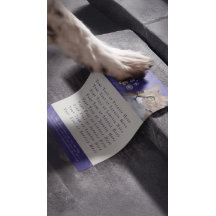 Cuidado de mascotas Bañando Salon de Belleza Gato