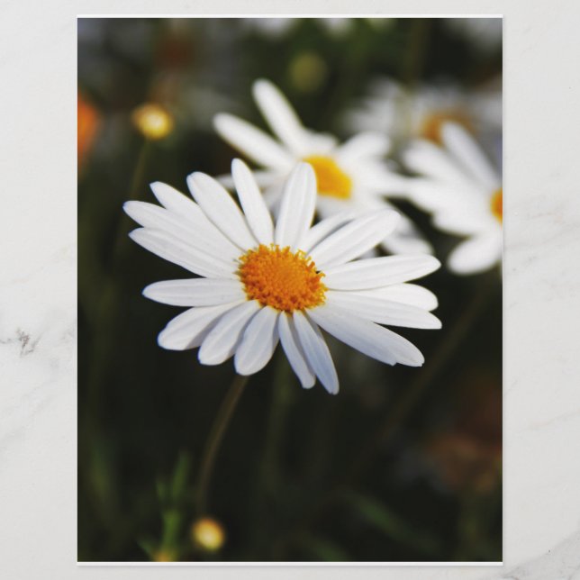 Flyer Daisy (Frente)