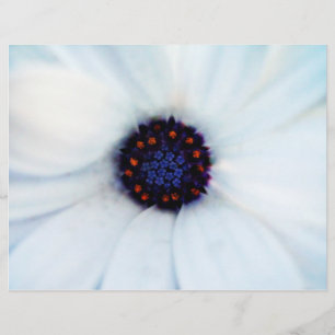 Flyer Daisy africano