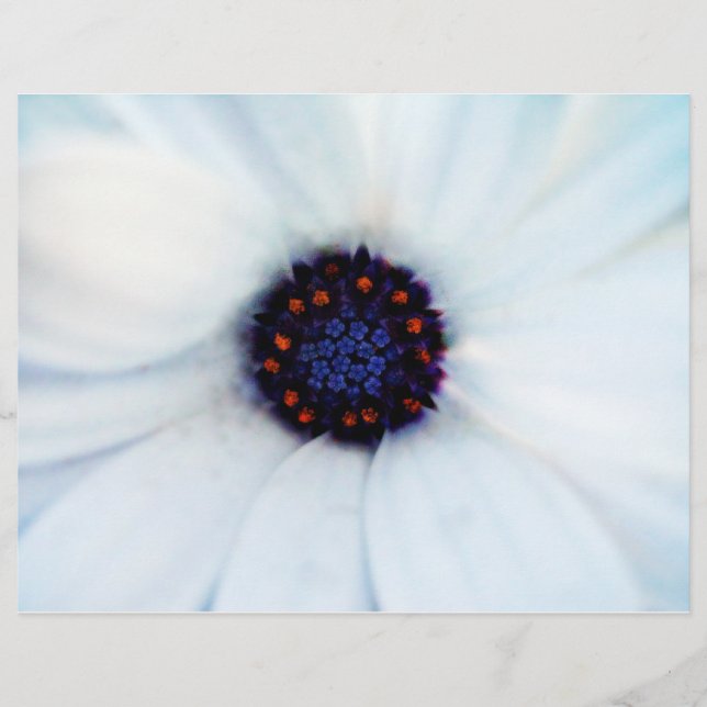 Flyer Daisy africano (Frente)