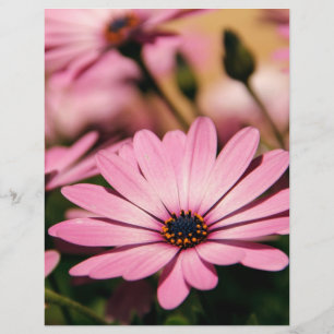 Flyer Daisy africano púrpura