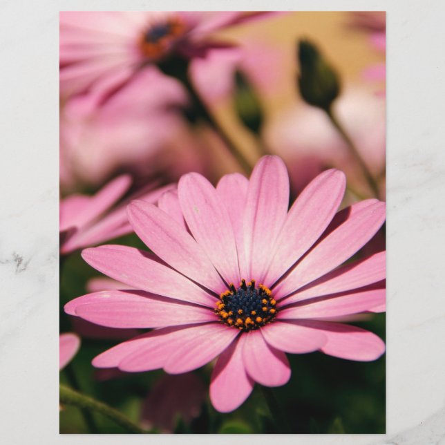 Flyer Daisy africano púrpura (Frente)