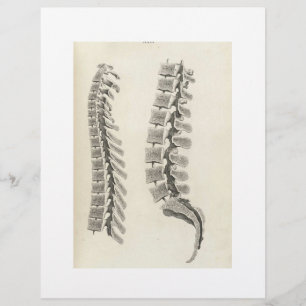 Flyer Dibujo de las vértebras