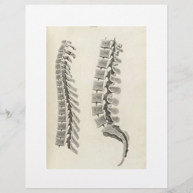 Flyer Dibujo de las vértebras (Frente)