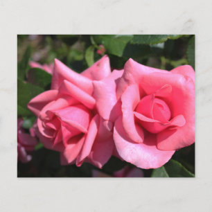 Flyer dos rosas perfectas de color rosa caliente. amor