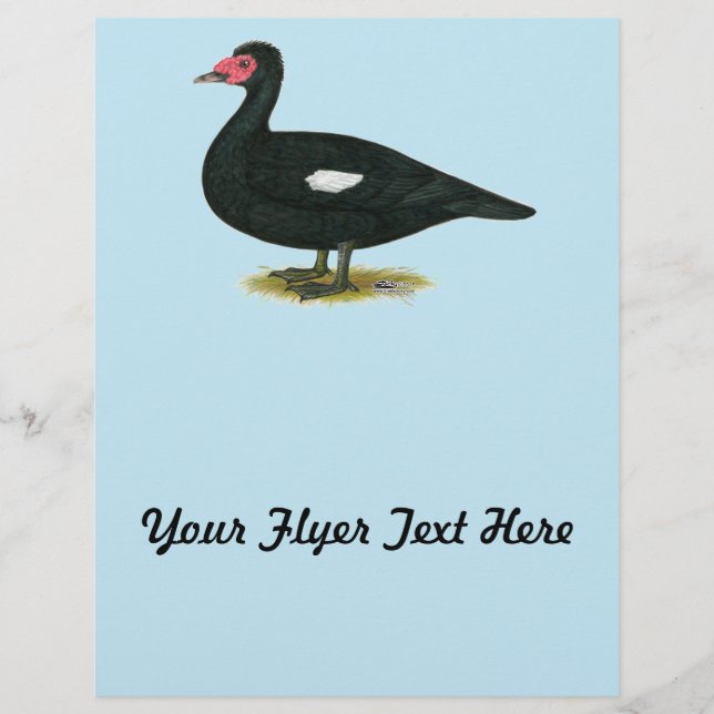 Flyer Drake negro Muscovy (Frente)