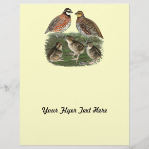 Flyer Familia de codornices Bobwhite