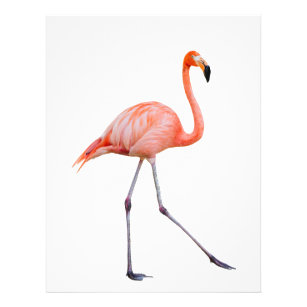 Flyer Flamingo rosa