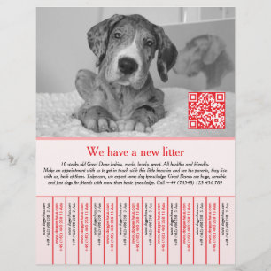 Flyer fletadores de cachorros rojos