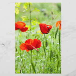 Flyer Flor de amapola roja salvaje