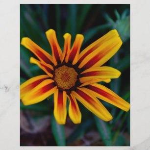 Flyer Flor de Gazania
