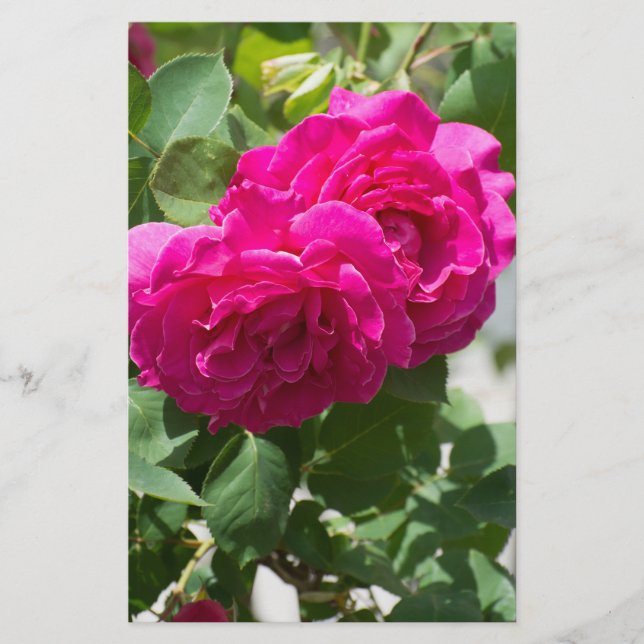 Flyer Flor de rosa (Frente)