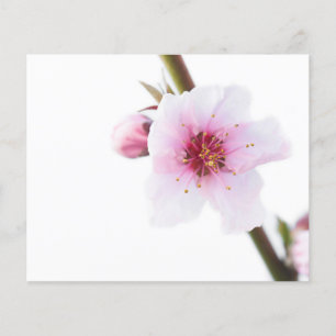 Flyer Flor rosa pálido