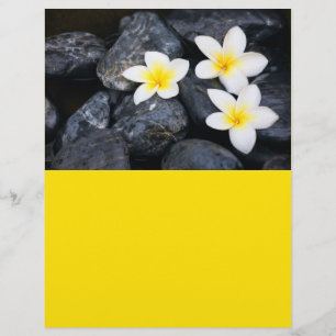 Flyer Flores blancas sobre las piedras negras