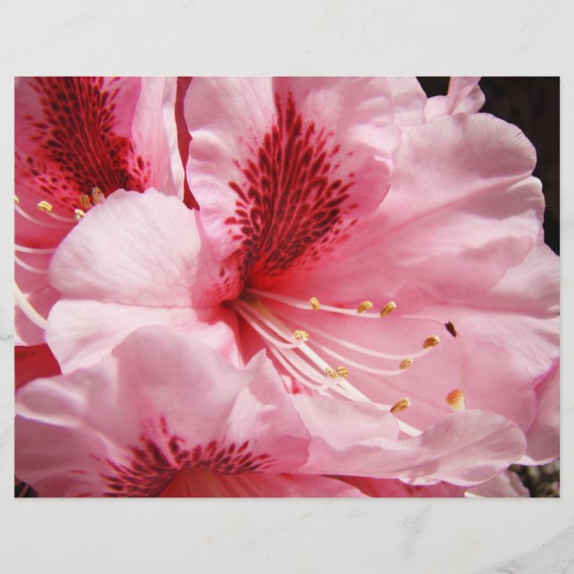 Flyer Flores de Rhododendro Rosado personalizadas en pap (Frente)