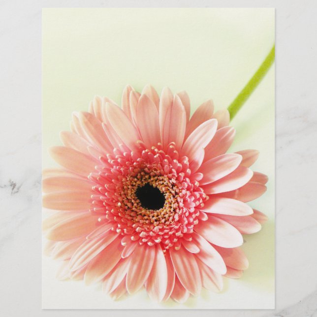 Flyer Fotografía de Gerbera Daisy Rosa Fresca (Frente)