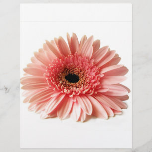 Flyer Fotografía de Gerbera Daisy Rosa Fresca