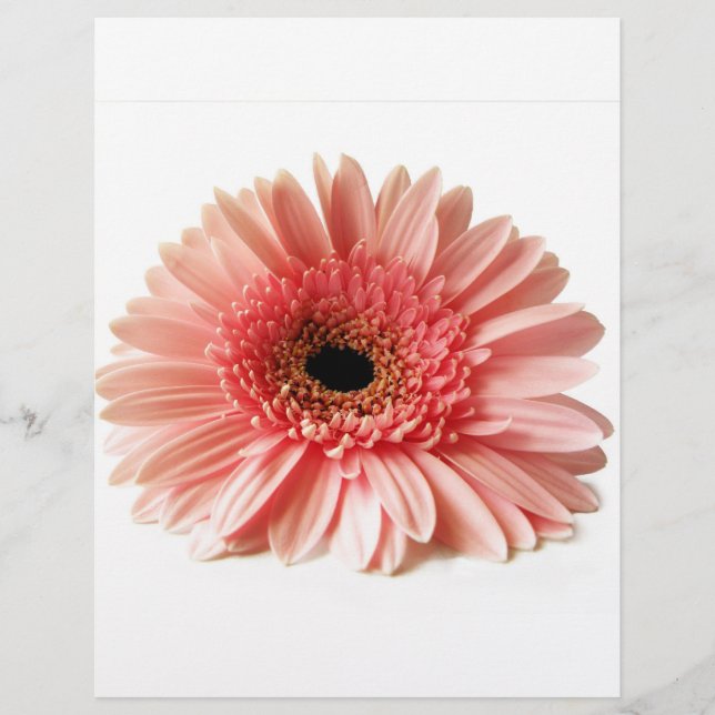 Flyer Fotografía de Gerbera Daisy Rosa Fresca (Frente)