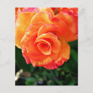 Flyer Fotografía de Rosa Naranja