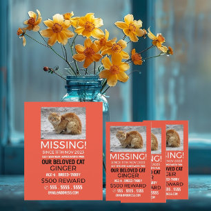 Flyer Fotografía personalizada, desaparecido, Mascota pe