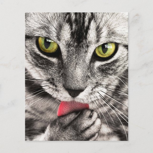 Flyer gato atigrado-114782 gato atigrado retrato de cerc (Frente)