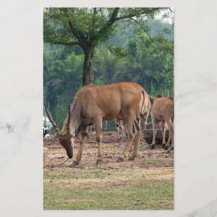 Flyer Gazelle, zoológico de animales salvajes,羚.