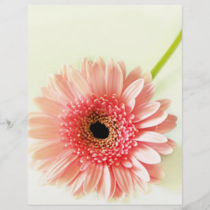 Flyer Gerbera Daisy