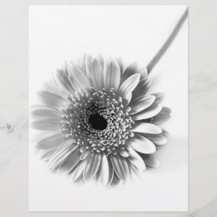 Flyer Gerbera Daisy