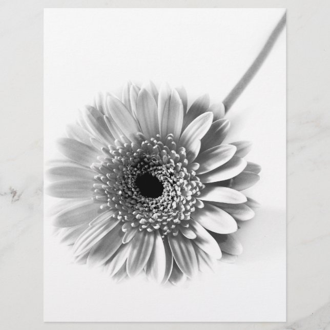 Flyer Gerbera Daisy (Frente)