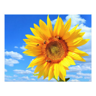 Flyer Girasol amarillo y abejas en el cielo azul - Día d