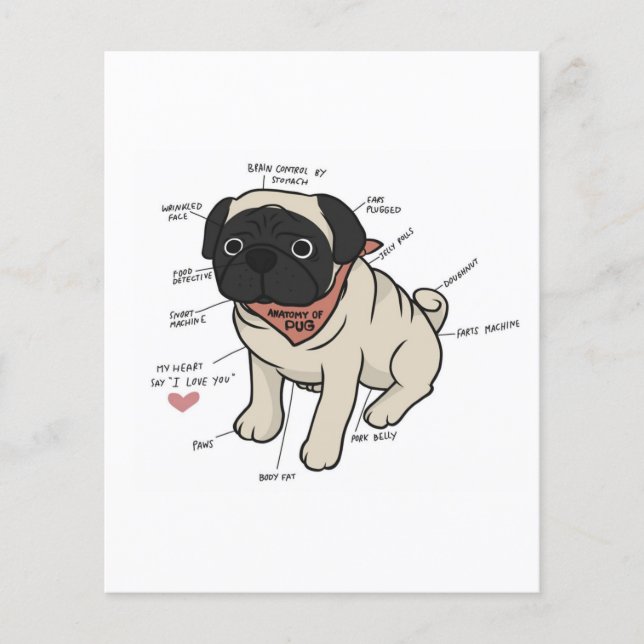 Flyer Gráfico de anatomía del perro Pug (Frente)