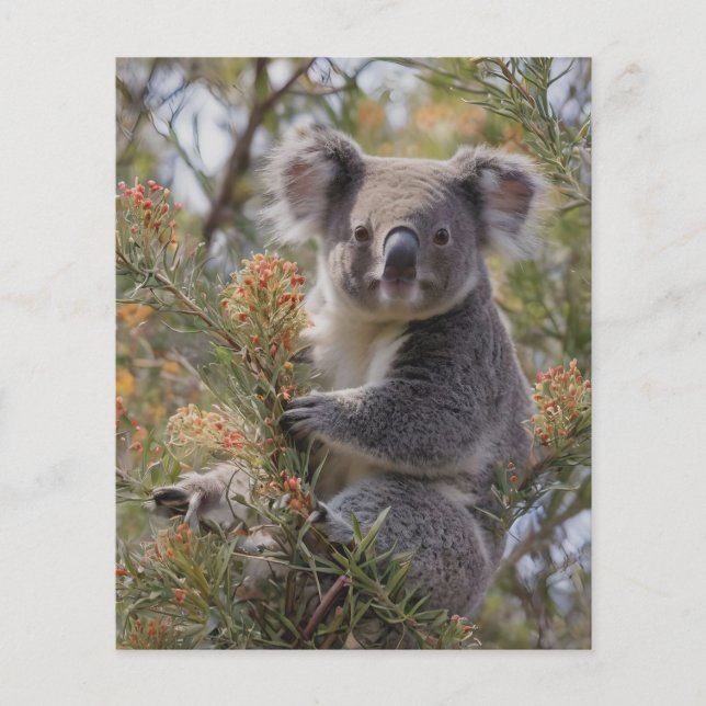 Flyer Grevillea Koala Bear, (Frente)
