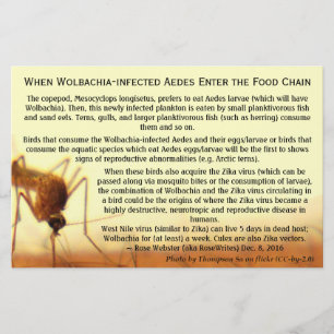 Flyer Hechos: Aedes, infectada por Wolbachia, de RoseWri