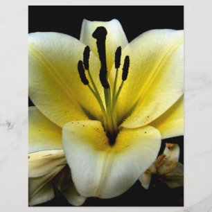 Flyer Hermosa Elegante Amarillo sobre Flor Negra