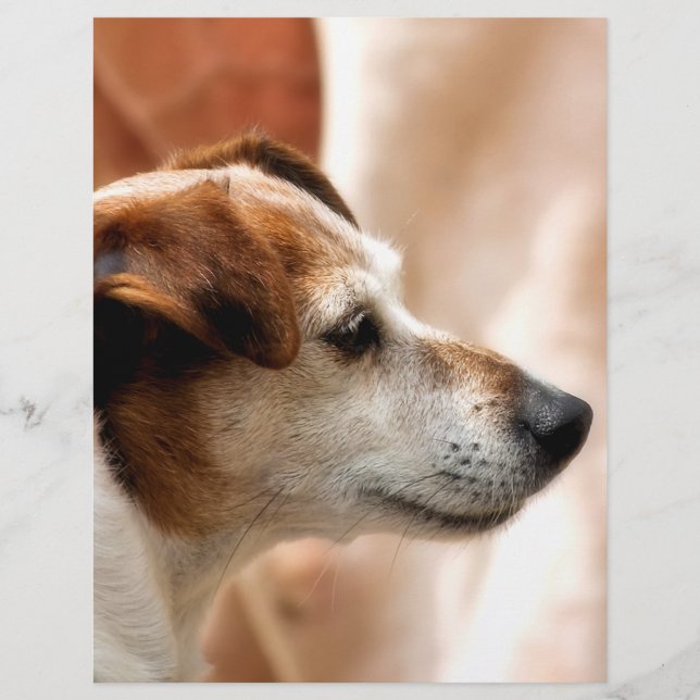 FLYER JACK RUSSELL TERRIER DOG (Frente)