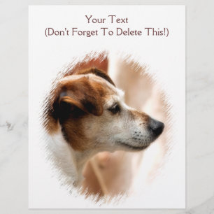 FLYER JACK RUSSELL TERRIER DOG