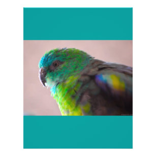 Flyer Loro colorido-plumage707 PARROT BIRD EXÓTICO VERDE