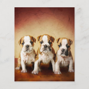 Flyer Los cachorros de Bulldog inglés son muy amables